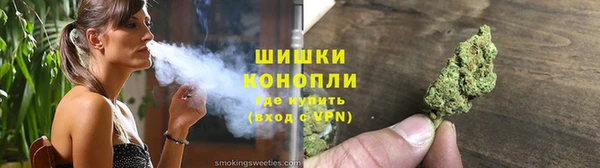 прущие грибы Новозыбков