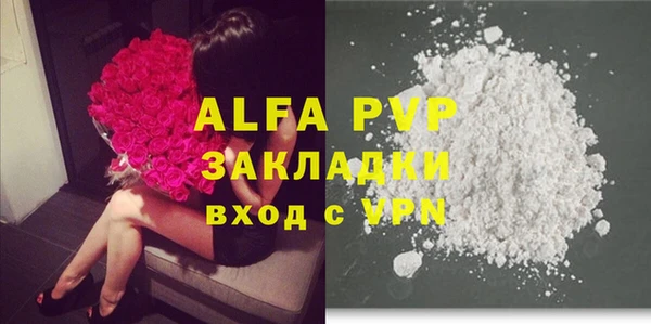 прущие грибы Новозыбков