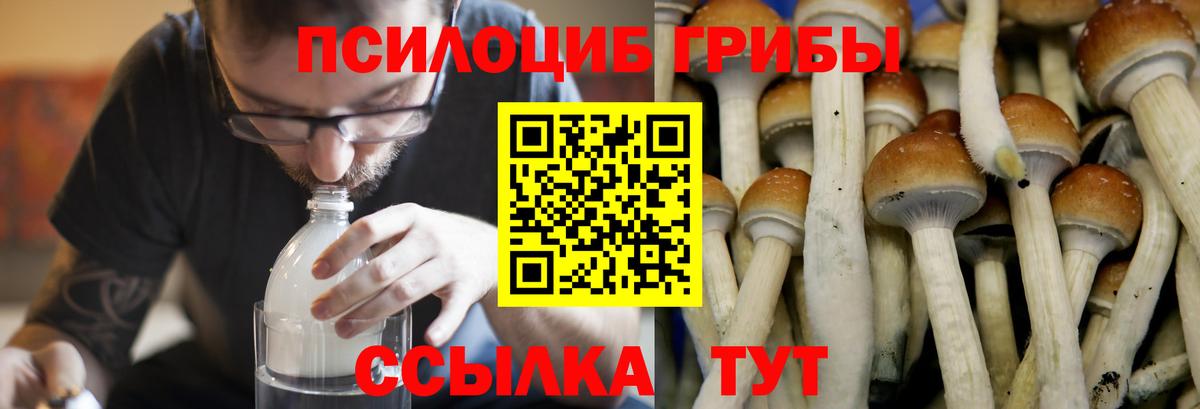 Галлюциногенные грибы Psilocybine cubensis  Вход с VPN  Мирный 